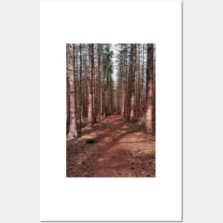 Pinetree Forest Posters and Art